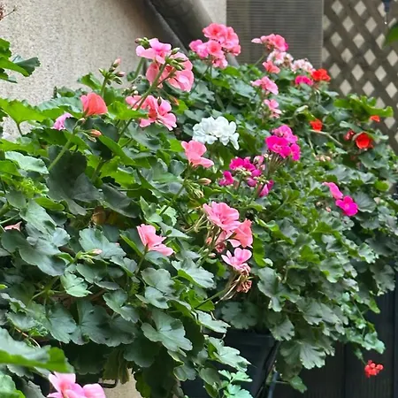 Casa De Povesti - Calea Victoriei 公寓 *