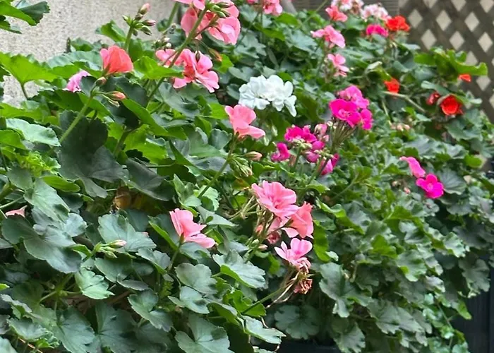 Casa De Povesti - Calea Victoriei アパート *